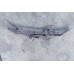 F25119U0M0 Панель передняя Nissan Note E11 color r10g